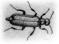tattoo beetle